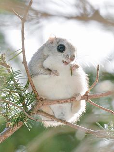 Flying Squirrels Are Probably The Cutest Animals On Earth #cute #animals #pet #squirrels