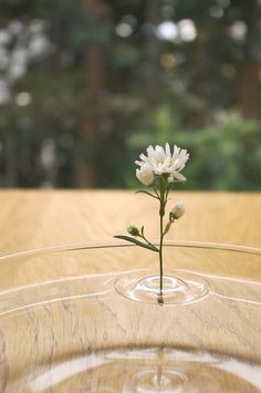CJWHO ™ ("Floating Vase / RIPPLE" is their first...) #creative #amazing #vase #design #floating #ripple #clever