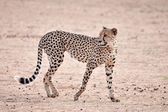 Astonishing Wild Animals Photography in Africa by Steven Dover