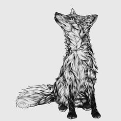 Hand drawn fox by Greg Coulton