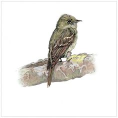Bird Illustration #illustration #verkamp #ashley #bird