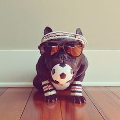 CJWHO ™ (Meet Trotter: The French Bulldog That's a Master...) #disguise #instagram #trotter #design #cute #master #puppy #french #animals #fashion #bulldog #dog