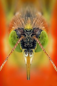 Extreme Macro Photography of Insect by Paulo Latães #macro #photography #insects #pauloLatães #Animals