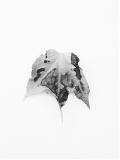 #autumn #leaf #plant #vsco PHOTOGRAPHIE © [ catrin mackowski ]