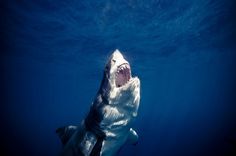 Shark Photography #photography