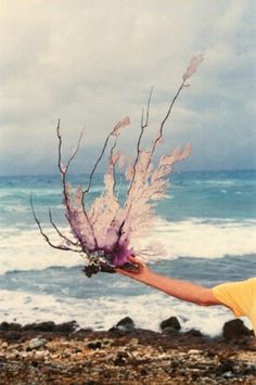 e s t h e r #ocean #photograph #sea #nature #purple #coral #underwater