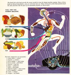 The Human Body: What It Is and How It Works, in Vibrant Vintage Illustrations circa 1959 | Brain Pickings #infographic #retro #anatomy #illustration #vintage