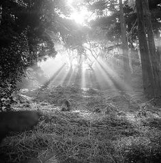 Stellar / Stellar Interesting's faves #sun #white #black #photography #nature #and #trees
