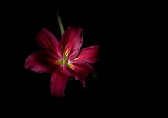 http://laurencebourdais.com/files/gimgs/53_fleurlys.jpg #photography #flower #still #light #life