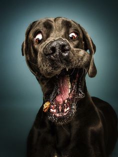 Christian Vieler Captures Hilarious Portraits of Dogs Catching Treats