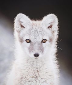 Wildlife Finland: Wild Gray Wolfs, Wolverine and Birds by Niko Pekonen