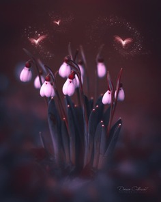 Magical Flowers Photography by Doreen Albrecht