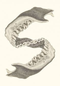 Typography / Eye Saw - S #teeth #jaw #skeleton #saw #eye #bones #typography