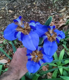 Neomarica Flower Picture