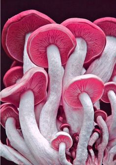 pink capped mushrooms #pink #photo #nature #mushrooms