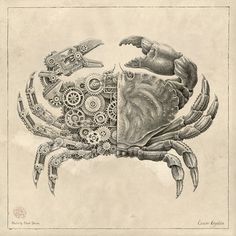 Biomechanical Pencil Drawings of Crustaceans by Steeven Salvat