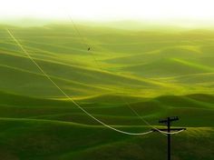 A Picture A Day « These Old Colors #early #bird #landscape #on #wire