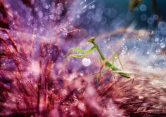 Insect Photography by Nordin Seruyan #inspiration #photography #macro