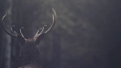 Tumblr #antlers #deer #the #release #freq