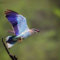 #bird_brilliance: Adorable Birds Photography by Vishal Monakar
