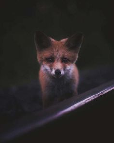 Portraits of Squirrels, Birds and Foxes by Animal Whisperer Konsta Punkka