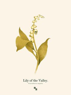 this isn't happiness™ photo caption contains external link #lily #illustration #flower #skull #valley