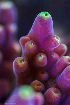 The Exotic Corals And Sponges Photography by Daniel Stoupin #underwater #naturePhoto #Corals