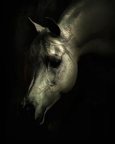 Stunning Horse Photography by Wojtek Kwiatkowski | Abduzeedo | Graphic Design Inspiration and Photoshop Tutorials #photography #horse
