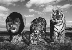 Sucking Starlight Through Our Eyes #wild #leopard #lion #nature #tiger