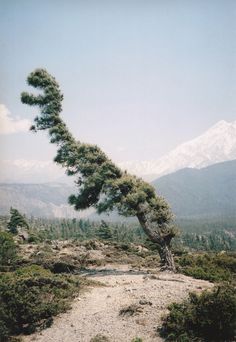 Vincent Delbrouck #wind #himalayas #tree #delbrouck #vincent