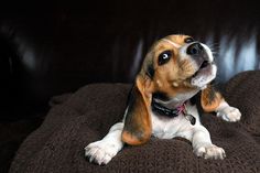 Your favorite photos and videos | Flickr #sears #howl #brown #cute #pet #beagle #dog