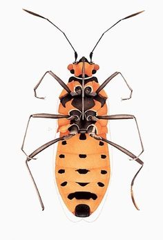 Cornelia Hesse-Honegger #cornelia #bug #insect #nuclear #honegger #hesse