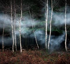 Forest Photography by Ellie Davies #inspiration #photography #nature