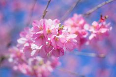 Cherry blossoms #photo #blossom #photograph #cherry #photography #vsco