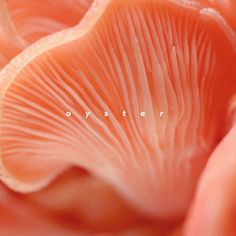 Oyster album cover by Jorge Amador #packaging #organic #music