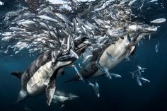 The Stunning Winners Of The 2017 Underwater Photographer Of The Year