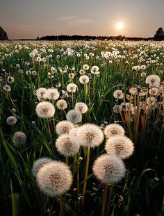 #dandelion#flower#sunset#white#green