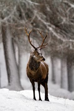 All sizes | Red deer, in snow | Flickr Photo Sharing! #elk #snow #antlers #winter