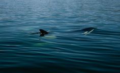 yellowfin 9.jpg #ocean #ripples #orca #water #whale #surface #killer