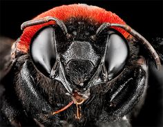 Macro Bee Portraits Photography by Sam Droege #beeMacro #MacroPhotography #InsectPhotos