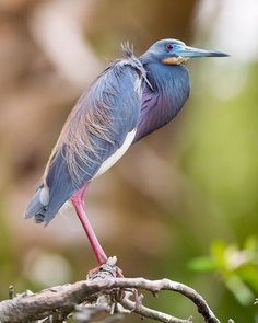 #birdsofinstagram: Fantastic Bird Photography by Jeffrey P Karnes