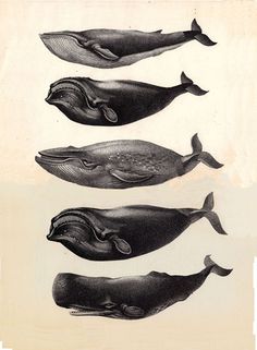 Whales - banshee03 #ocean #variety #diversity #mammal #illustration #sea #sealife #marine #whales