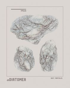 aDiatomea: Digitally Engineered Living Systems on the Behance Network #diatomea #small #poster #dust