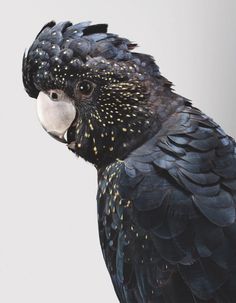 Nora0RedTailedCockatoor #photography #portrait #bird #cockatoo