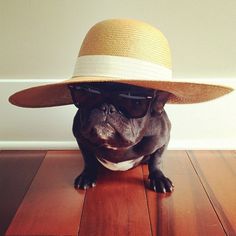 CJWHO ™ (Meet Trotter: The French Bulldog That's a Master...) #disguise #instagram #trotter #design #cute #master #puppy #french #animals #fashion #bulldog #dog