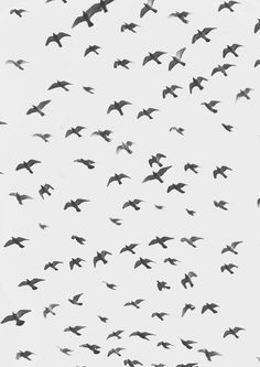 . #birds