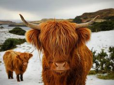 Photo: A breed of cattle with long, shaggy hair photographed in the Scottish Highlands #cattle #calf #highland