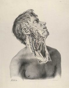 quain_p11.jpg 1200×1526 pixels #dissection #drawing #anatomy