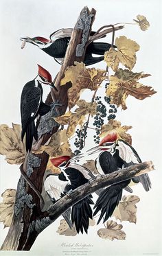 Trademark Fine Art Pileated Woodpeckers Artwork by John James Audubon