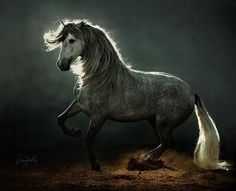 Stunning Horse Photography by Wojtek Kwiatkowski | Abduzeedo | Graphic Design Inspiration and Photoshop Tutorials #photography #horse